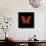 Orange Butterfly on Black-Tom Quartermaine-Mounted Giclee Print displayed on a wall