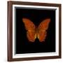 Orange Butterfly on Black-Tom Quartermaine-Framed Giclee Print