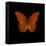 Orange Butterfly on Black-Tom Quartermaine-Framed Stretched Canvas