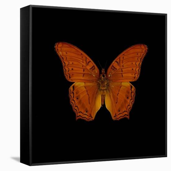 Orange Butterfly on Black-Tom Quartermaine-Framed Stretched Canvas