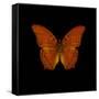 Orange Butterfly on Black-Tom Quartermaine-Framed Stretched Canvas