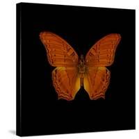 Orange Butterfly on Black-Tom Quartermaine-Stretched Canvas