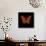 Orange Butterfly on Black-Tom Quartermaine-Stretched Canvas displayed on a wall