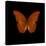 Orange Butterfly on Black-Tom Quartermaine-Stretched Canvas