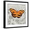 Orange Butterfly-Alan Hopfensperger-Framed Art Print