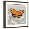 Orange Butterfly-Alan Hopfensperger-Framed Art Print