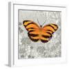 Orange Butterfly-Alan Hopfensperger-Framed Art Print