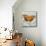 Orange Butterfly-Alan Hopfensperger-Mounted Art Print displayed on a wall