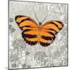 Orange Butterfly-Alan Hopfensperger-Mounted Art Print