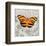 Orange Butterfly-Alan Hopfensperger-Framed Art Print