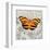 Orange Butterfly-Alan Hopfensperger-Framed Art Print