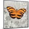 Orange Butterfly-Alan Hopfensperger-Mounted Art Print