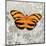 Orange Butterfly-Alan Hopfensperger-Mounted Art Print