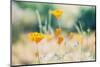 Orange California Poppies Wildflowers Blooming in Spring in Field-Cavan Images-Mounted Photographic Print