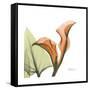 Orange Calla-Albert Koetsier-Framed Stretched Canvas