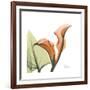 Orange Calla-Albert Koetsier-Framed Premium Giclee Print