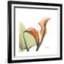 Orange Calla-Albert Koetsier-Framed Premium Giclee Print