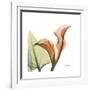 Orange Calla-Albert Koetsier-Framed Premium Giclee Print