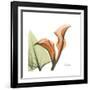 Orange Calla-Albert Koetsier-Framed Premium Giclee Print