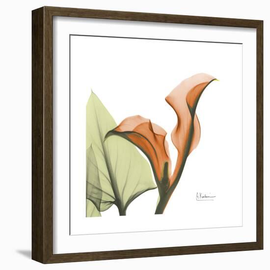 Orange Calla-Albert Koetsier-Framed Premium Giclee Print