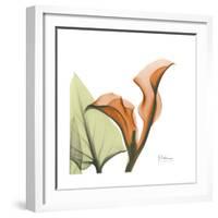 Orange Calla-Albert Koetsier-Framed Premium Giclee Print