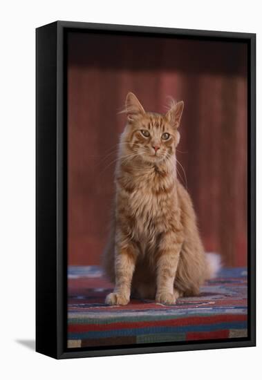 Orange Cat Sitting in Breeze-DLILLC-Framed Stretched Canvas