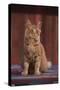 Orange Cat Sitting in Breeze-DLILLC-Stretched Canvas