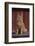 Orange Cat Sitting in Breeze-DLILLC-Framed Photographic Print