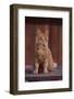 Orange Cat Sitting in Breeze-DLILLC-Framed Photographic Print