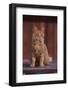 Orange Cat Sitting in Breeze-DLILLC-Framed Photographic Print