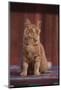 Orange Cat Sitting in Breeze-DLILLC-Mounted Photographic Print