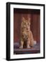 Orange Cat Sitting in Breeze-DLILLC-Framed Photographic Print