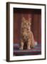 Orange Cat Sitting in Breeze-DLILLC-Framed Photographic Print