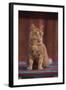 Orange Cat Sitting in Breeze-DLILLC-Framed Photographic Print