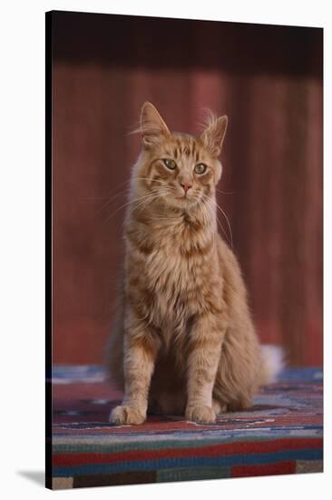 Orange Cat Sitting in Breeze-DLILLC-Stretched Canvas