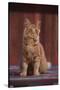 Orange Cat Sitting in Breeze-DLILLC-Stretched Canvas