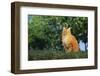 Orange Cat Sitting in Grass-DLILLC-Framed Photographic Print