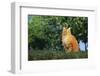 Orange Cat Sitting in Grass-DLILLC-Framed Photographic Print
