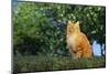 Orange Cat Sitting in Grass-DLILLC-Mounted Photographic Print