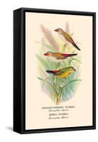 Orange-Cheeked Waxbill, Zebra Waxbill-Arthur G. Butler-Framed Stretched Canvas