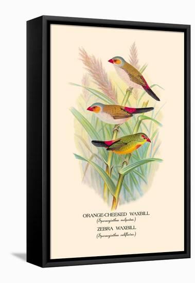 Orange-Cheeked Waxbill, Zebra Waxbill-Arthur G. Butler-Framed Stretched Canvas