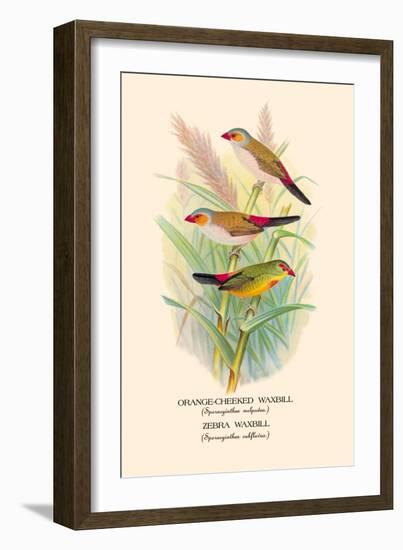 Orange-Cheeked Waxbill, Zebra Waxbill-Arthur G. Butler-Framed Art Print