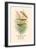 Orange-Cheeked Waxbill, Zebra Waxbill-Arthur G. Butler-Framed Art Print