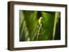 Orange Chinned Parakeet (Brotogeris Jugularis), Boca Tapada, Alajuela Province, Costa Rica-Matthew Williams-Ellis-Framed Photographic Print