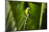 Orange Chinned Parakeet (Brotogeris Jugularis), Boca Tapada, Alajuela Province, Costa Rica-Matthew Williams-Ellis-Mounted Photographic Print