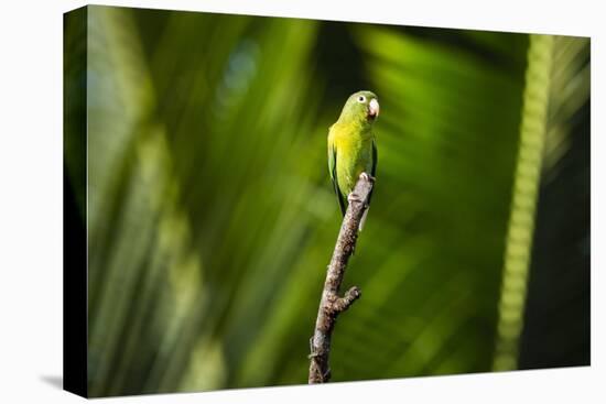 Orange Chinned Parakeet (Brotogeris Jugularis), Boca Tapada, Alajuela Province, Costa Rica-Matthew Williams-Ellis-Stretched Canvas