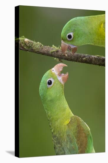 Orange-Chinned Parakeets (Brotogeris Jugularis) Interacting, Northern Costa Rica, Central America-Suzi Eszterhas-Stretched Canvas