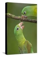Orange-Chinned Parakeets (Brotogeris Jugularis) Interacting, Northern Costa Rica, Central America-Suzi Eszterhas-Stretched Canvas