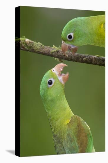 Orange-Chinned Parakeets (Brotogeris Jugularis) Interacting, Northern Costa Rica, Central America-Suzi Eszterhas-Stretched Canvas