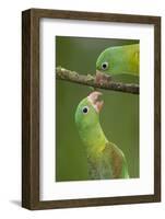 Orange-Chinned Parakeets (Brotogeris Jugularis) Interacting, Northern Costa Rica, Central America-Suzi Eszterhas-Framed Photographic Print